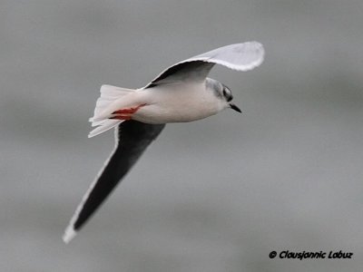 Dvrgmge / Little Gull