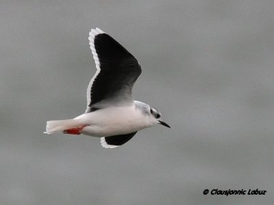 Dvrgmge / Little Gull