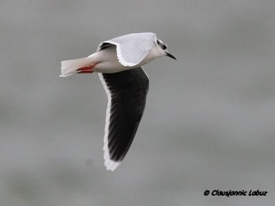 Dvrgmge / Little Gull