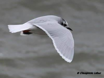 Dvrgmge / Little Gull