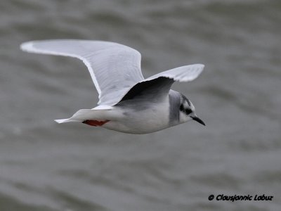 Dvrgmge / Little Gull