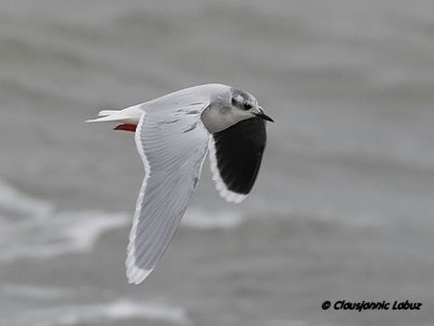 Dvrgmge / Little Gull