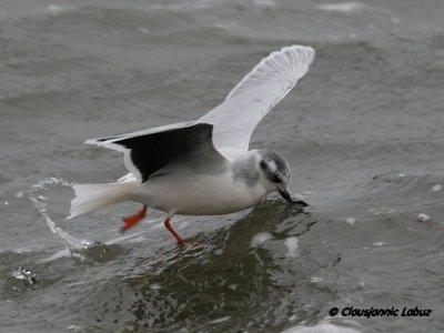 Dvrgmge / Little Gull