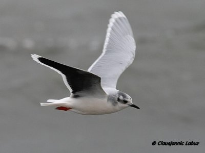 Dvrgmge / Little Gull