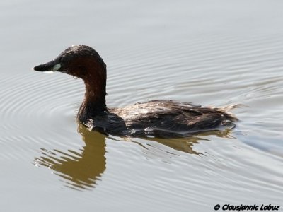 Little Grebe / Lille lappedykker - Llobregat-delta, Barcelona