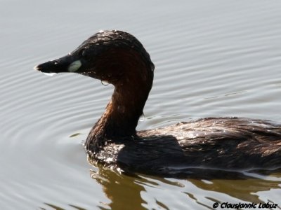Little Grebe / Lille lappedykker - Llobregat-delta, Barcelona