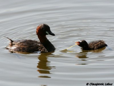 Little Grebe / Lille lappedykker - Llobregat-delta, Barcelona