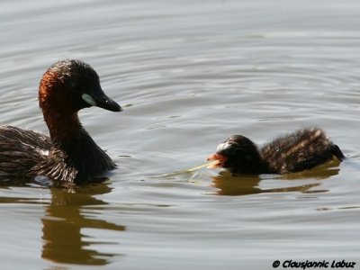 Little Grebe / Lille lappedykker - Llobregat-delta, Barcelona
