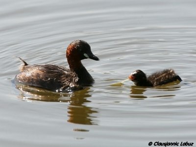 Little Grebe / Lille lappedykker - Llobregat-delta, Barcelona