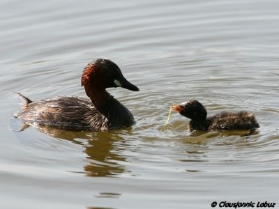 Little Grebe / Lille lappedykker - Llobregat-delta, Barcelona