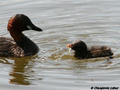 Little Grebe / Lille lappedykker - Llobregat-delta, Barcelona