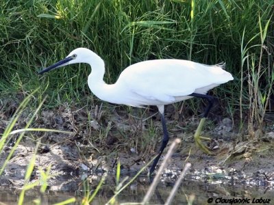 Little Egret / Silkehejre - Llobregat-deltaet, Barcelona
