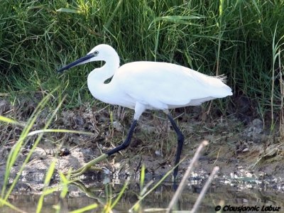 Little Egret / Silkehejre - Llobregat-deltaet, Barcelona