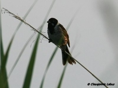 Reed Bunting / Rrspurv - ssp witherbyi