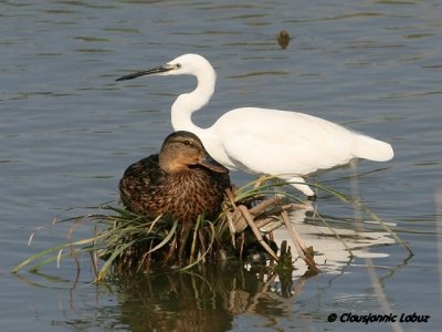 Little Egret / Silkehejre