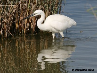 Little Egret / Silkehejre