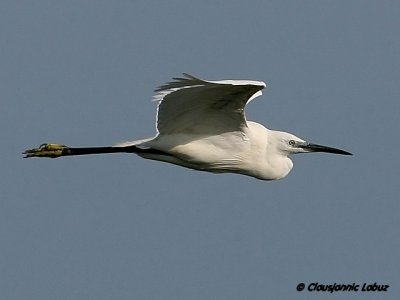 Little Egret / Silkehejre