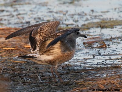 Audouins Gull / Audouinsmge - 1CY