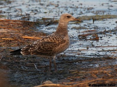 Audouins Gull / Audouinsmge - 1CY