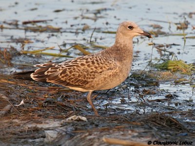 Audouins Gull / Audouinsmge - 1CY