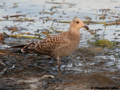 Audouins Gull / Audouinsmge - 1CY