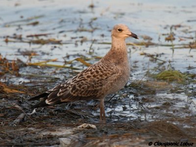 Audouins Gull / Audouinsmge - 1CY