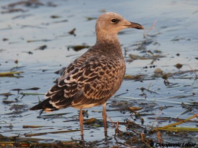 Audouins Gull / Audouinsmge - 1CY