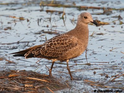 Audouins Gull / Audouinsmge - 1CY