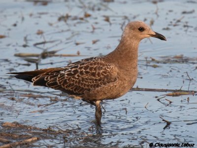 Audouins Gull / Audouinsmge - 1CY