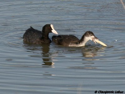 Coot / Blishne