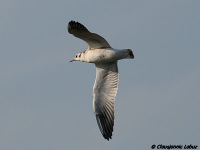 Blackheaded Gull / Httemge