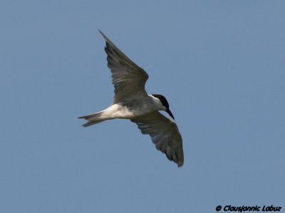 Whiskered Tern / Hvidskgget terne