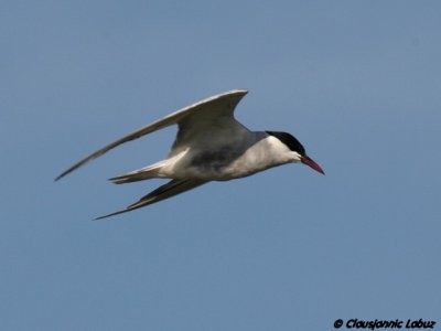 Whiskered Tern / Hvidskgget terne