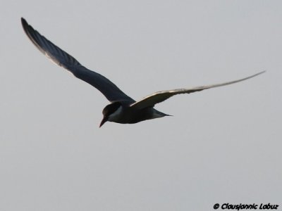 Whiskered Tern / Hvidskgget terne