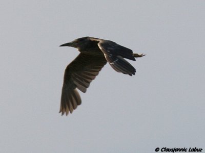 Night Heron / Nathejre