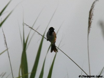 Reed Bunting / Rrspurv - ssp witherbyi