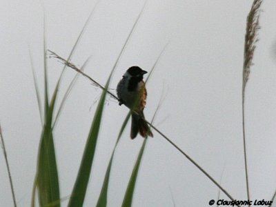 Reed Bunting / Rrspurv - ssp witherbyi