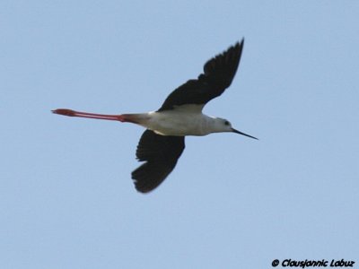 Blackwinged Stilt / Styltelber