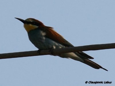 Bee-eater / Bider
