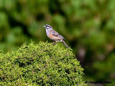 Rock Bunting / Klippevrling