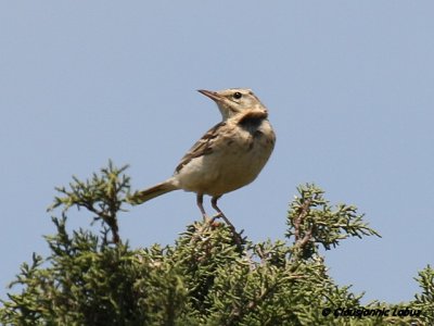 Tawny Pipit / Markpiber