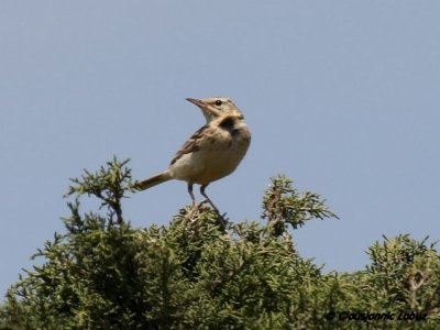 Tawny Pipit / Markpiber