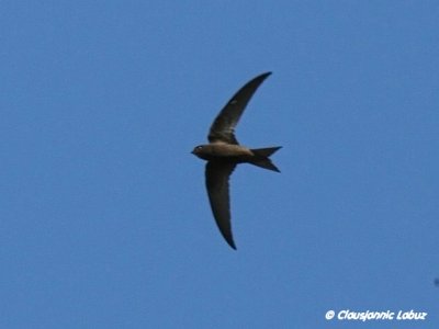 Pallid Swift / Grsejler