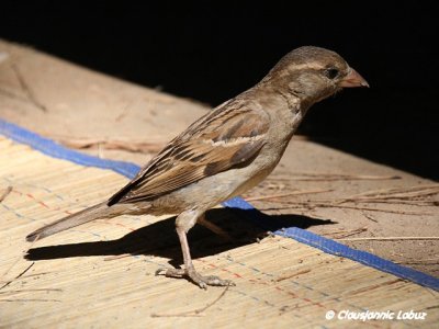 House Sparrow / Grspurv