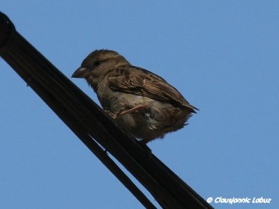 House Sparrow / Grspurv - juvenile