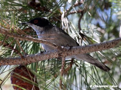 Sardinian warbler / Sorthovedet sanger