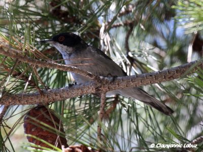 Sardinian warbler / Sorthovedet sanger