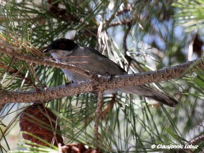 Sardinian warbler / Sorthovedet sanger