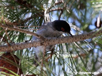 Sardinian warbler / Sorthovedet sanger