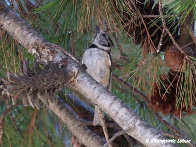 Crested Tit / Topmejse - juvenile